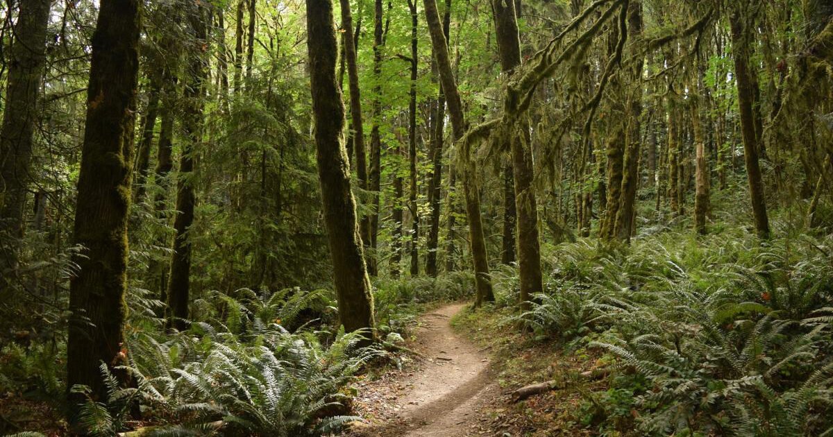 🌳 후지사키 삼림공원(후지사키신린코엔)